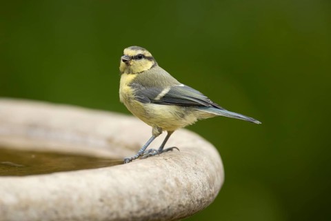 Blue tit (Cyanistes caeruleus) adult garden bird on a bird bath in summer, England, United Kingdom