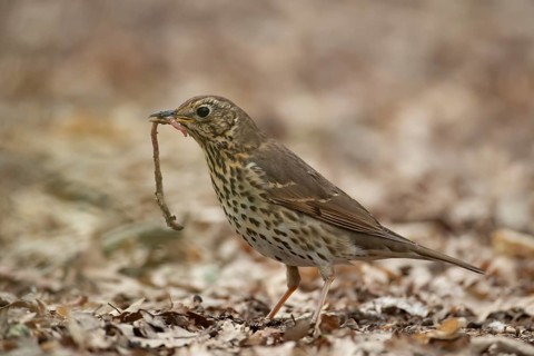 Song thrush (Turdus philomelos) adult garden bird with a worm for food in its beak in spring,