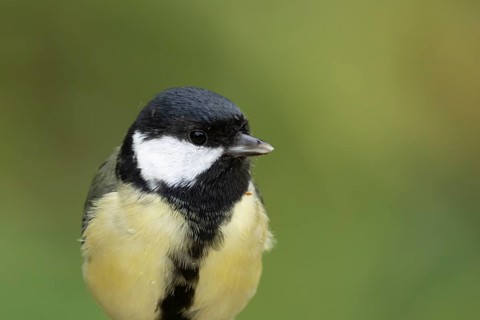 Great tit (Parus major) adult garden bird head portrait, England, United Kingdom