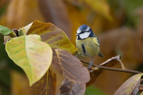 Blue tit (Cyanistes caeruleus) adult garden bird in a Magnolia tree with autumn colour leaves,