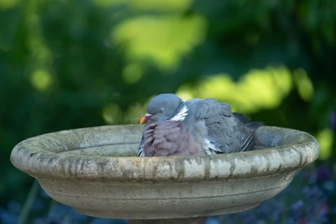 Wood pigeon (Columba palumbus) adult garden bird sleeping in a bird bath in summer, England, United