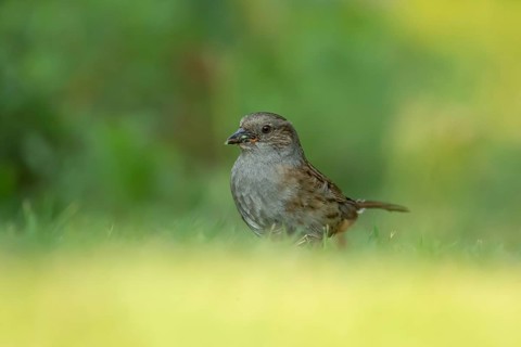 Dunnock or Hedge sparrow (Prunella modularis) adult garden bird collecting insects for food on a