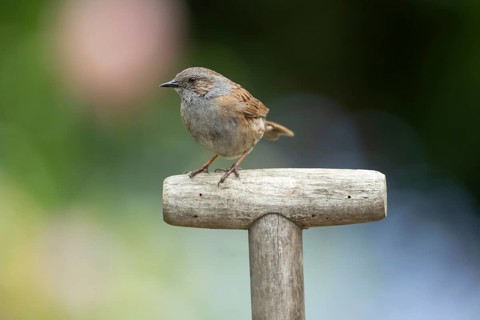 Dunnock or Hedge sparrow (Prunella modularis) adult garden bird on a fork handle in summer,