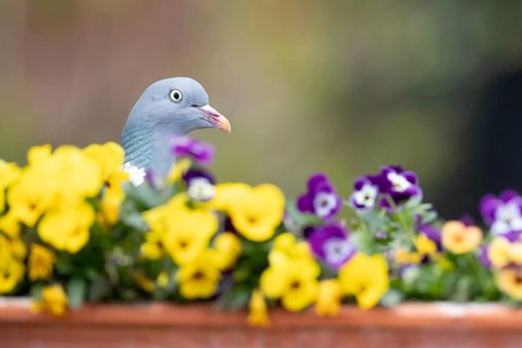 Wood pigeon (Columba palumbus) adult garden bird on a plant pot with Pansy or Viola flowers in