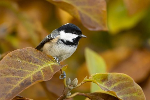 Coal tit (Periparus ater) adult garden bird in a Magnolia tree with autumn colour leaves, England,