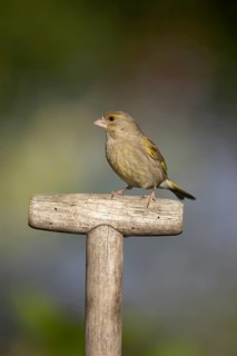 Eurasian greenfinch (Chloris chloris) adult garden bird on a fork handle in summer, England, United