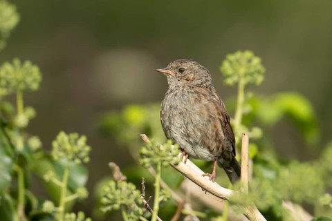 Dunnock or Hedge sparrow (Prunella modularis) adult garden bird in an Ivy tree in summer, England,