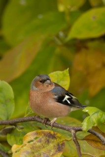 Eurasian chaffinch (Fringilla coelebs) adult male garden bird in a Magnolia tree with autumn colour