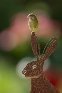 Eurasian greenfinch (Chloris chloris) adult garden bird on a metal hare sculpture in summer,