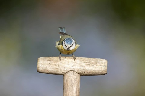 Blue tit (Cyanistes caeruleus) adult garden bird on a fork handle in spring, England, United