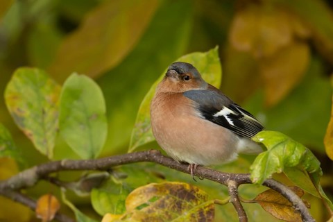 Eurasian chaffinch (Fringilla coelebs) adult male garden bird in a Magnolia tree with autumn colour