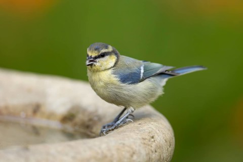 Blue tit (Cyanistes caeruleus) adult garden bird on a bird bath in summer, England, United Kingdom