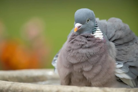 Wood pigeon (Columba palumbus) adult garden bird bathing in a bird bath in spring, England, United