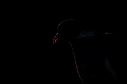 Wood pigeon (Columba palumbus) adult garden bird head portrait rim lit in summer, England, United