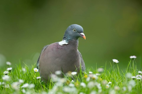 Wood pigeon (Columba palumbus) adult garden bird on a grass lawn with daisy flowers in summer,