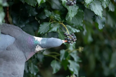 Wood pigeon (Columba palumbus) adult garden bird eating Ivy tree berries in winter, England, United