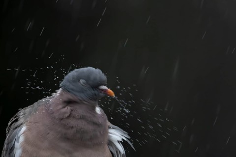 Wood pigeon (Columba palumbus) adult garden bird shaking its head in a rain storm in summer,
