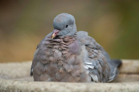 Wood pigeon (Columba palumbus) juvenile squab garden bird bathing in a bird bath in summer,