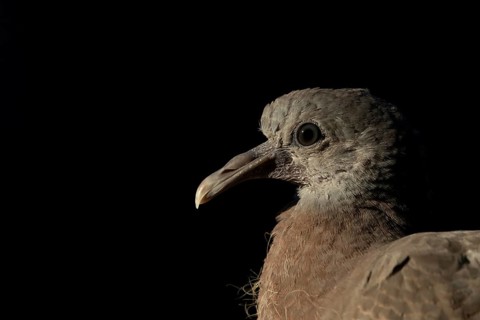 Wood pigeon (Columba palumbus) juvenile squab garden bird head portrait in summer, England, United