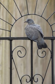 Wood pigeon (Columba palumbus) adult garden bird on a metal gate in summer, England, United Kingdom