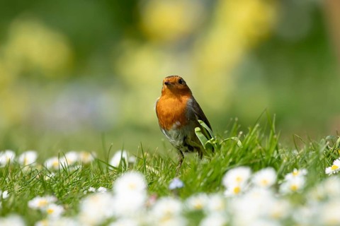 European robin (Erithacus rubecula) adult garden bird on a grass lawn with daisy flowers in spring,