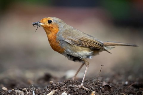 European robin (Erithacus rubecula) adult garden bird with bugs for food in its beak in summer,