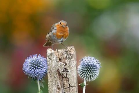 European robin (Erithacus rubecula) adult garden bird on a wooden post in summer, England, United