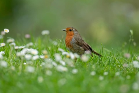 European robin (Erithacus rubecula) adult garden bird on a grass lawn with daisy flowers in summer,