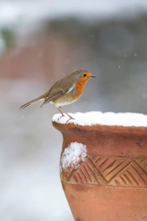 European robin (Erithacus rubecula) adult garden bird on snow covered flower pot in winter,