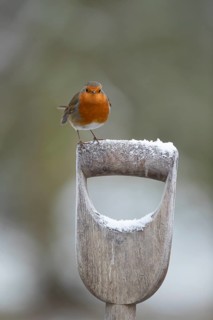 European robin (Erithacus rubecula) adult garden bird on snow covered fork handle in winter,