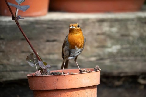 European robin (Erithacus rubecula) adult garden bird with bugs for food in its beak on flower pot