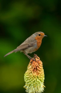 European robin (Erithacus rubecula) adult garden bird on a Red hot poker flower in summer, England,