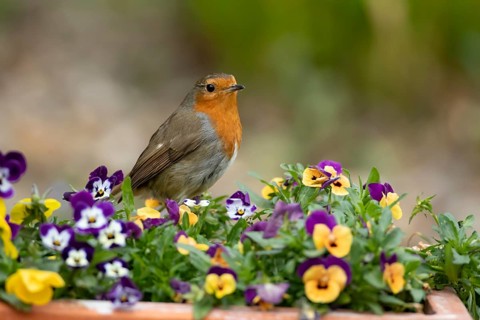 European robin (Erithacus rubecula) adult garden bird on a flower pot with Pansy or Viola flowers