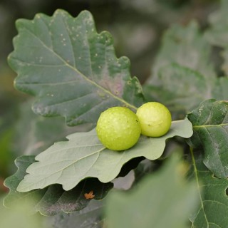 Common oak gall wasp (Cynips quercusfolii) on a leaf of an English oak, Wilnsdorf, North