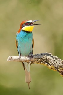 European bee-eater (Merops apiaster) sitting on a branch covered with green lichen, Lake Neusiedl,
