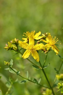 Common St John's wort (Hypericum perforatum), spotted St John's wort or common St John's wort