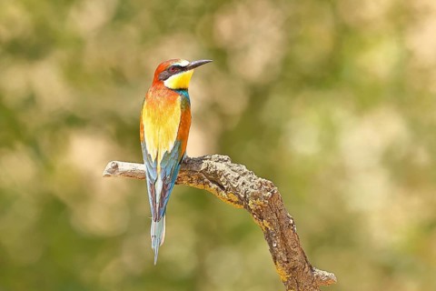 European bee-eater (Merops apiaster) sitting on a branch covered with green lichen, dorsal view,
