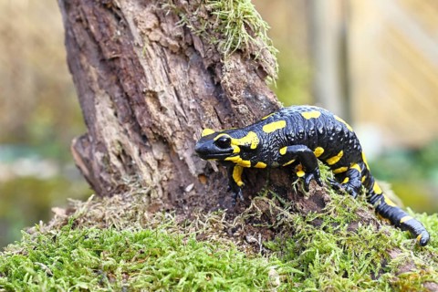 Fire salamander (Salamandra salamandra), climbing on a tree root, wildlife, close-up, Wilnsdorf,