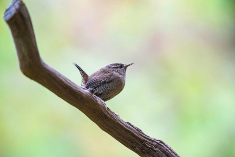 Wren (troglodytes troglodytes) Germany
