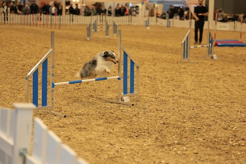 Agility, Australia Sheppard jumps over hurdle