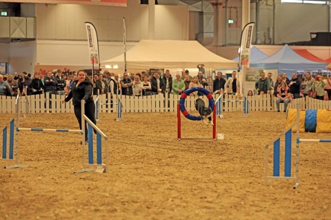 Agility, dog jumps through tires
