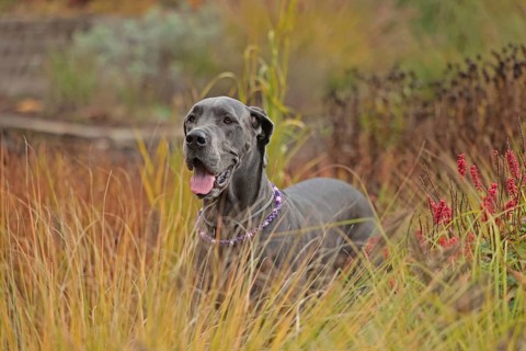 Great Dane