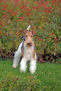 Wirehaired Fox Terrier