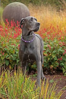 Great Dane