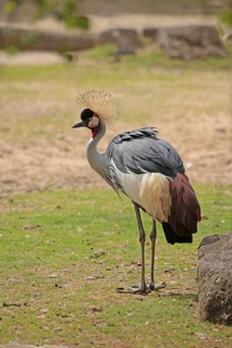 Crowned crane (Balearica pavonina)