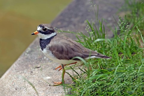 Ringed Plover (Charadrius hiaticula)