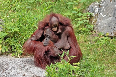Orangutan (Pongo), with young, captive