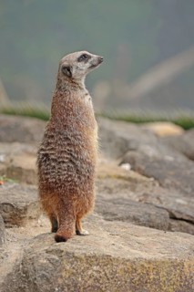 Meerkat (Suricata suricatta), captive