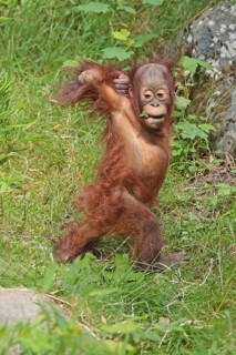 Orangutan (Pongo), young animal, captive