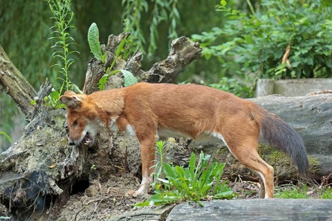 Red dog (Cuon alpinus), captive